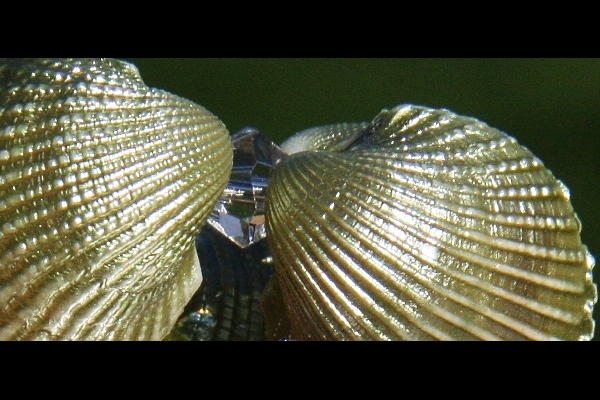 Natural Pearlescent Shell and Olive Green Peridot Bracelet