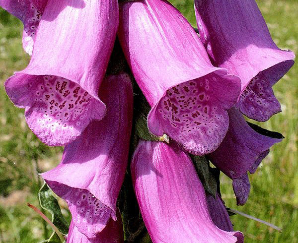 Funky Long Green Necklace
